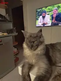 Mainská mývalí s PP