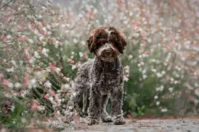Lagotto Romagnolo top pejsek s PP