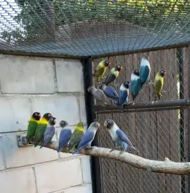 Agapornis škraboškový