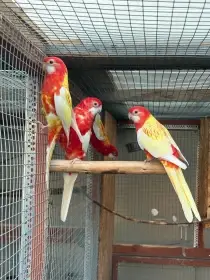 Rozela