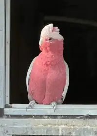 Kakadu růžový