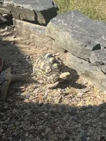 Daruji želvu pardálí