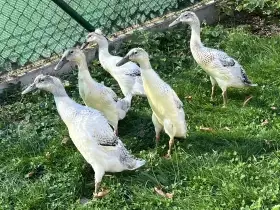 Indický běžec stříbrný