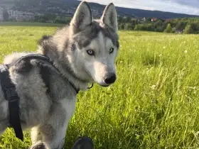 Pes v typu sibirsky husky, bez PP - 4 roky