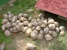 Suchozemské želvy vybavená terária