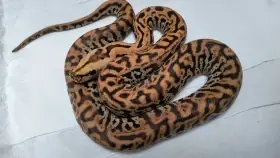 Krajta tmavá - Python bivittatus Živá exotika