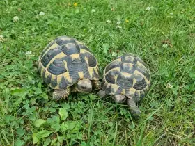 Korytnačky Testudo Hermanni hermanni terárium