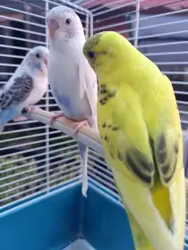 Andulka, andulky, straky