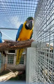 Ara ararauna