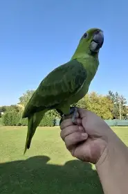 Amazona Auropalliata 5/2025