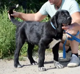 Středoasijský pastevecký pes-štěňata k rezervaci