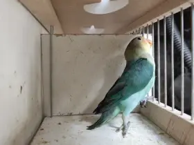 Agapornis Fischerův Tyrkysové Mutace