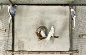 Prodám Alexandr malý