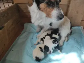 Štěňata jrt s PP