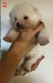 Akita Inu