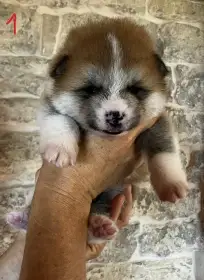 Akita Inu