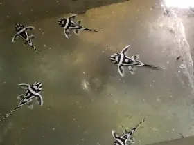 Hypancistrus zebra L-046