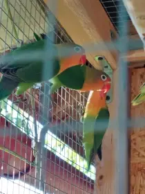 Prodám letošní mladé agapornis fischeri