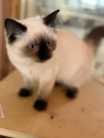 Ragdoll