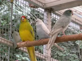 Kakariki