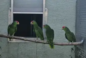 Amazoňan viridigenalis