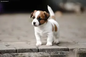 Jack russell teriér pejsek s rodokmenem