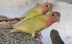 Agapornis růžohrdlý, Holoubek diamantový