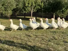 Husa česká