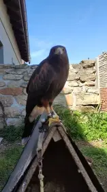 Samec káně harrisova