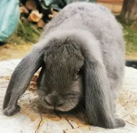 Malý Beran