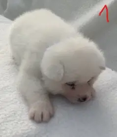 Akita Inu s PP