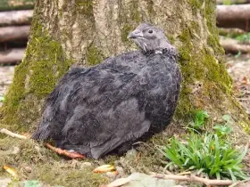 Anglická Černá křepelka - Vejce do líhně - super krásná