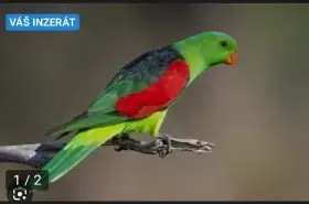 KOUPIM papouška cervenokridleho