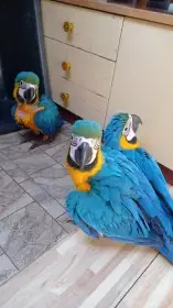 Ara ararauna