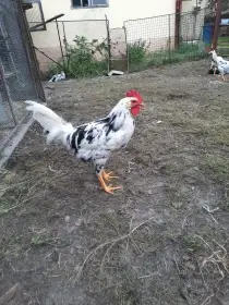 Kohouti vlašky exchequer