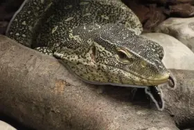 Varanus Ornatus 1,1