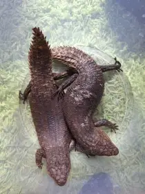 Egernia stokesii
