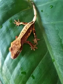 Pagekon řasnatý Correlophus ciliatus mláďata