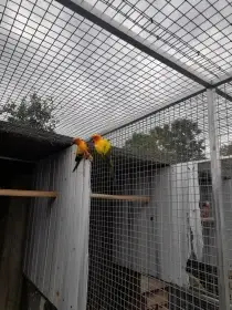 Aratinga Sluneční