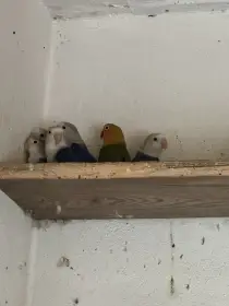 Prodám letošní mláďata agapornis fišeri