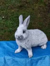 Prodám králíky Vss