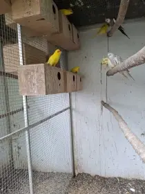 3 mladé