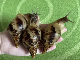 Oblovka síťkovaná (Lissachatina reticulata)
