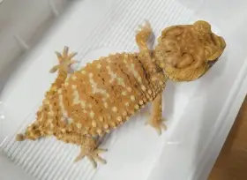Nephrurus amyae