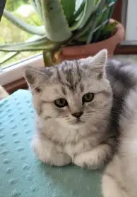 Koťátka Whiskas