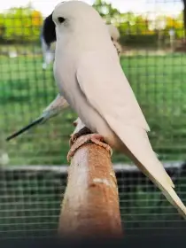 Andulka vlnkovaná 2