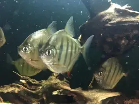 Metynnis Fasciatus