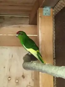 Kakariki