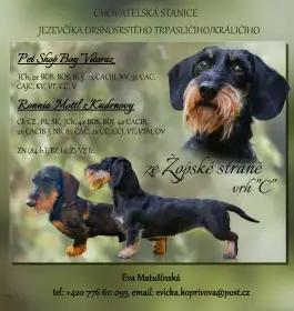 Jezevčík drsnosrstý trpasličí/králičí