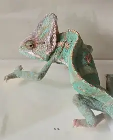 Zdravá samička 6 měsíců